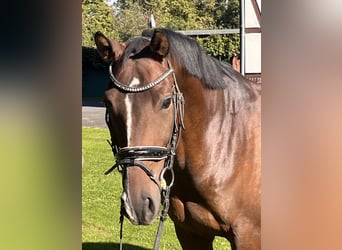 Hannoveriano, Caballo castrado, 5 años, 168 cm, Castaño