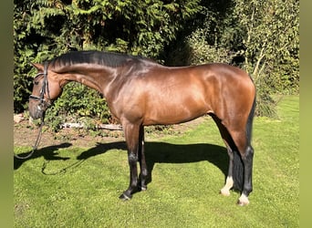 Hannoveriano, Caballo castrado, 5 años, 168 cm, Castaño