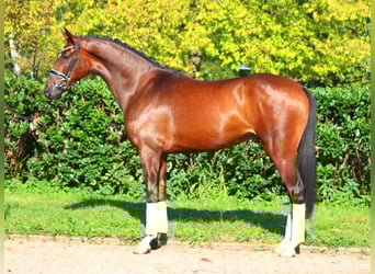 Hannoveriano, Caballo castrado, 5 años, 168 cm, Castaño
