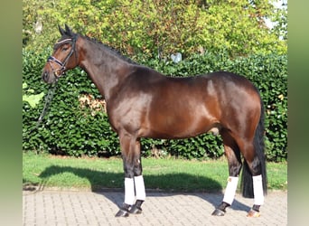 Hannoveriano, Caballo castrado, 5 años, 168 cm, Castaño