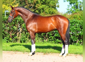 Hannoveriano, Caballo castrado, 5 años, 168 cm, Castaño