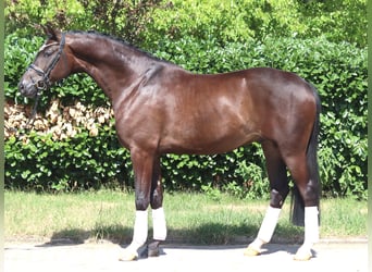 Hannoveriano, Caballo castrado, 5 años, 168 cm, Castaño
