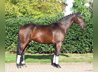 Hannoveriano, Caballo castrado, 5 años, 168 cm, Castaño