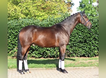 Hannoveriano, Caballo castrado, 5 años, 168 cm, Castaño