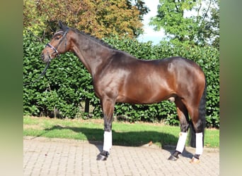 Hannoveriano, Caballo castrado, 5 años, 168 cm, Castaño
