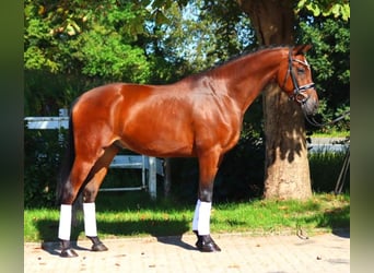 Hannoveriano, Caballo castrado, 5 años, 168 cm, Castaño