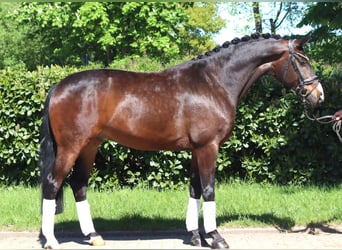 Hannoveriano, Caballo castrado, 5 años, 168 cm, Castaño