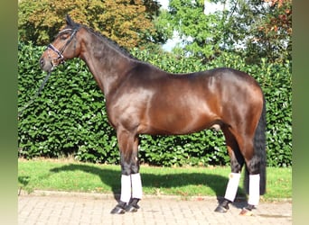 Hannoveriano, Caballo castrado, 5 años, 168 cm, Castaño