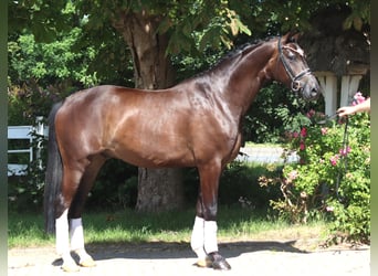 Hannoveriano, Caballo castrado, 5 años, 168 cm, Castaño