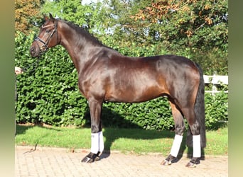Hannoveriano, Caballo castrado, 5 años, 168 cm, Castaño