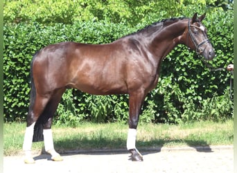 Hannoveriano, Caballo castrado, 5 años, 168 cm, Castaño
