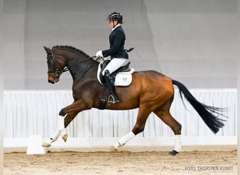 Hannoveriano, Caballo castrado, 5 años, 168 cm, Castaño