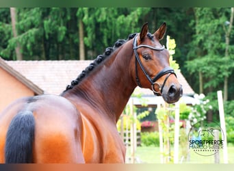 Hannoveriano, Caballo castrado, 5 años, 168 cm, Castaño