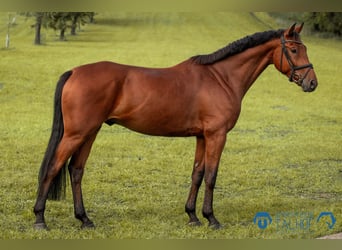 Hannoveriano, Caballo castrado, 5 años, 168 cm, Castaño