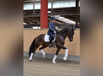 Hannoveriano, Caballo castrado, 5 años, 168 cm, Castaño oscuro