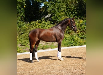 Hannoveriano, Caballo castrado, 5 años, 168 cm, Castaño oscuro