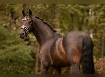 Hannoveriano, Caballo castrado, 5 años, 168 cm, Castaño oscuro