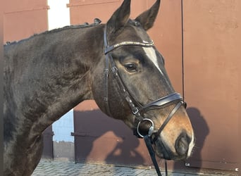 Hannoveriano, Caballo castrado, 5 años, 168 cm, Castaño oscuro