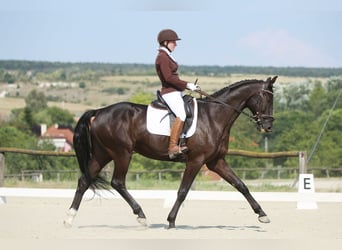 Hannoveriano, Caballo castrado, 5 años, 168 cm, Castaño oscuro