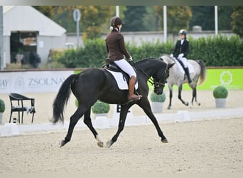 Hannoveriano, Caballo castrado, 5 años, 168 cm, Castaño oscuro