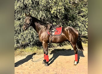 Hannoveriano, Caballo castrado, 5 años, 168 cm, Castaño oscuro