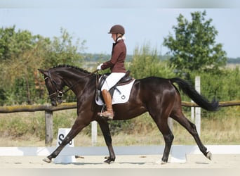 Hannoveriano, Caballo castrado, 5 años, 168 cm, Castaño oscuro