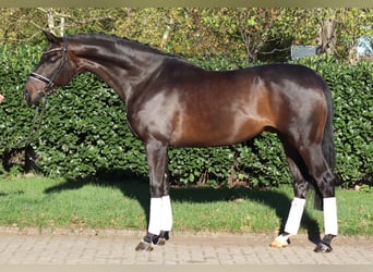 Hannoveriano, Caballo castrado, 5 años, 168 cm, Castaño oscuro