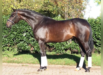 Hannoveriano, Caballo castrado, 5 años, 168 cm, Castaño oscuro