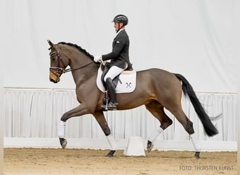 Hannoveriano, Caballo castrado, 5 años, 168 cm, Castaño oscuro