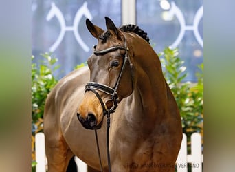 Hannoveriano, Caballo castrado, 5 años, 168 cm, Castaño oscuro