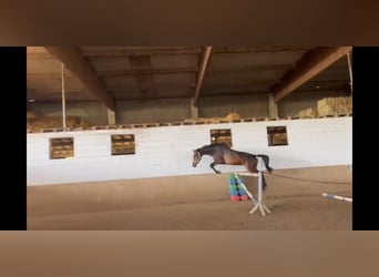 Hannoveriano, Caballo castrado, 5 años, 168 cm, Castaño oscuro