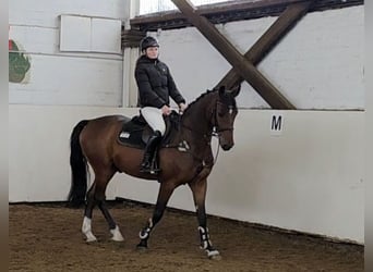 Hannoveriano, Caballo castrado, 5 años, 168 cm, Castaño oscuro