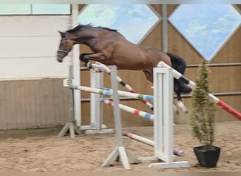 Hannoveriano, Caballo castrado, 5 años, 168 cm, Castaño oscuro