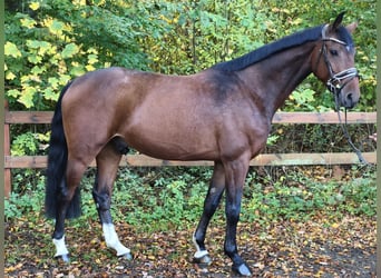 Hannoveriano, Caballo castrado, 5 años, 168 cm, Castaño oscuro