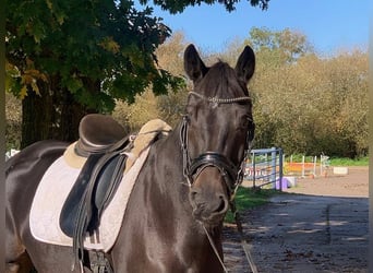 Hannoveriano, Caballo castrado, 5 años, 168 cm, Morcillo