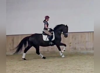 Hannoveriano, Caballo castrado, 5 años, 168 cm, Morcillo