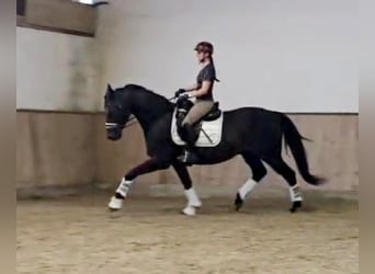 Hannoveriano, Caballo castrado, 5 años, 168 cm, Morcillo