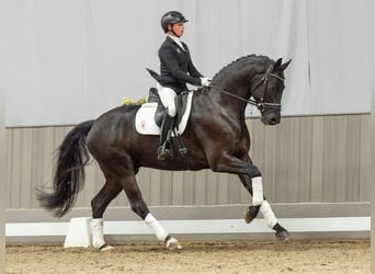 Hannoveriano, Caballo castrado, 5 años, 168 cm, Morcillo