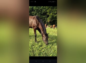 Hannoveriano, Caballo castrado, 5 años, 168 cm, Negro