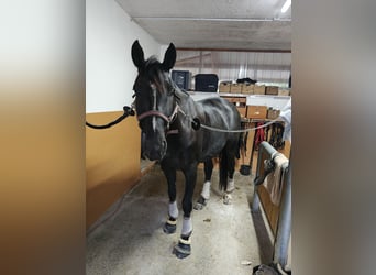 Hannoveriano, Caballo castrado, 5 años, 168 cm, Negro