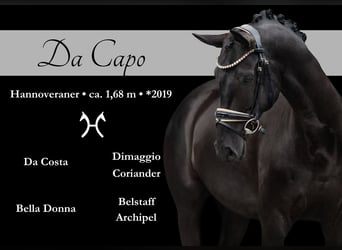 Hannoveriano, Caballo castrado, 5 años, 168 cm, Negro