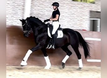 Hannoveriano, Caballo castrado, 5 años, 168 cm, Negro