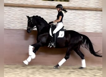 Hannoveriano, Caballo castrado, 5 años, 168 cm, Negro