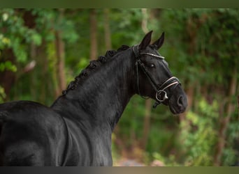 Hannoveriano, Caballo castrado, 5 años, 168 cm, Negro