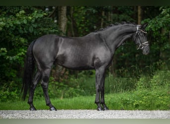 Hannoveriano, Caballo castrado, 5 años, 168 cm, Negro