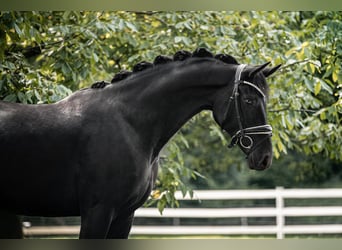 Hannoveriano, Caballo castrado, 5 años, 168 cm, Negro