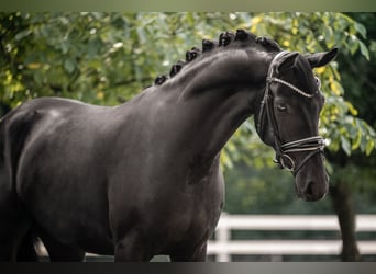 Hannoveriano, Caballo castrado, 5 años, 168 cm, Negro