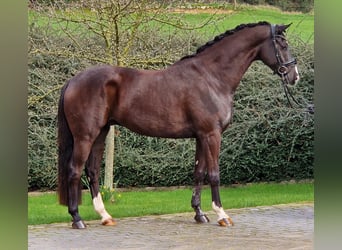 Hannoveriano, Caballo castrado, 5 años, 168 cm, Negro