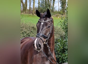 Hannoveriano, Caballo castrado, 5 años, 168 cm, Negro