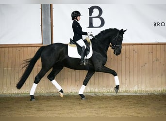 Hannoveriano, Caballo castrado, 5 años, 168 cm, Negro